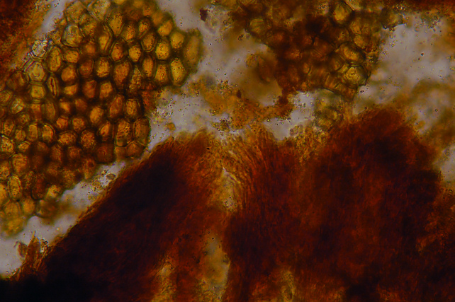 Forse non sarà un Aphyllophorales (Peniophora polygonia)